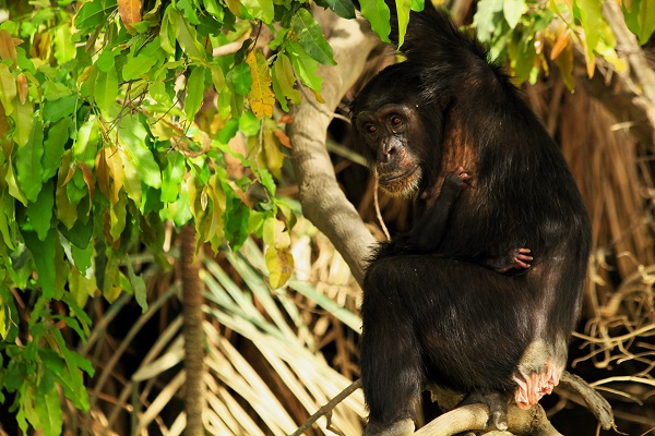 La isla de los chimpancés. Gambia
